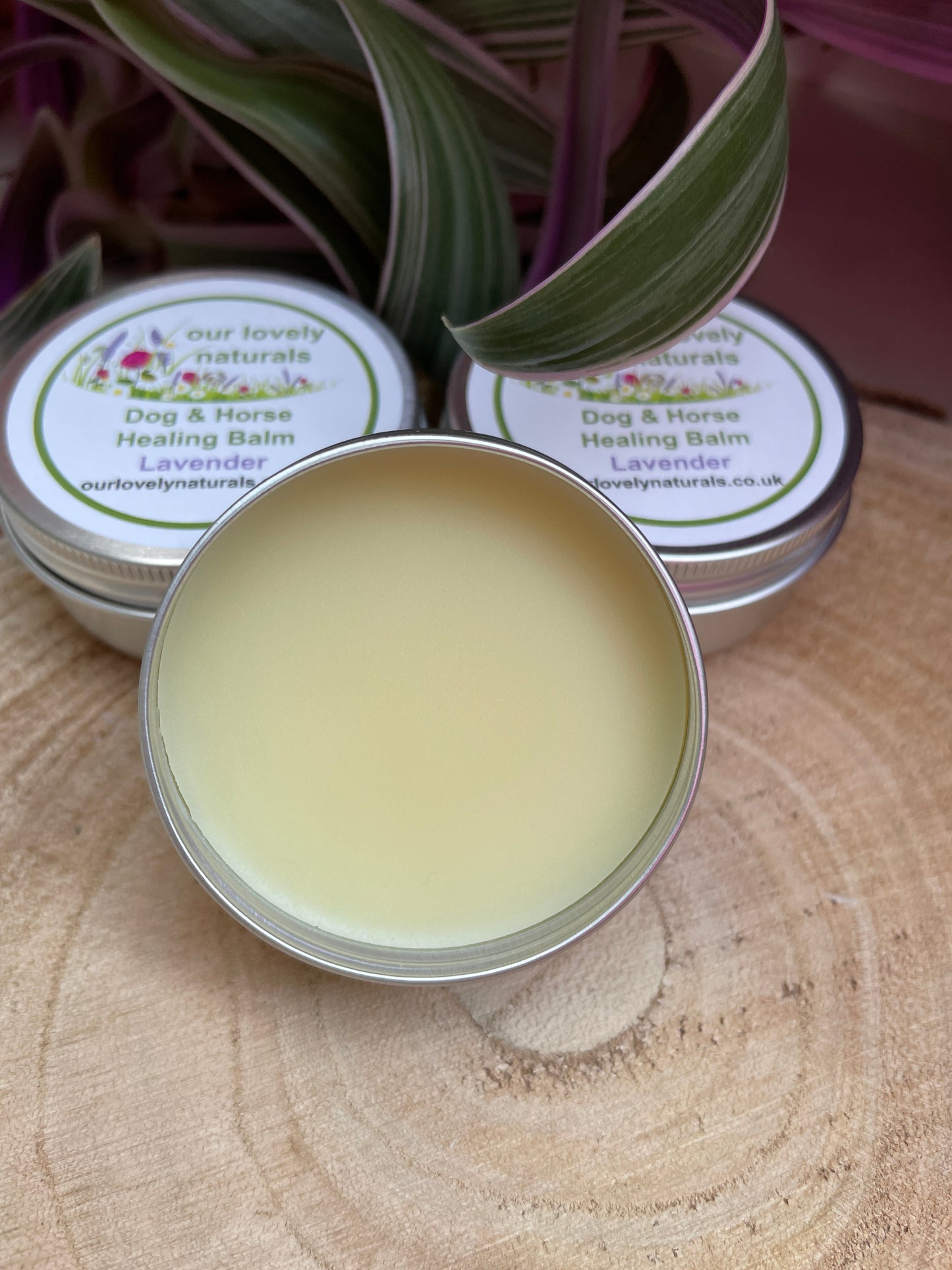 Tins of environmentally friendly handmade dog & horse healing balm - lavender. One tin is open showing the lavender scented soothing balm.