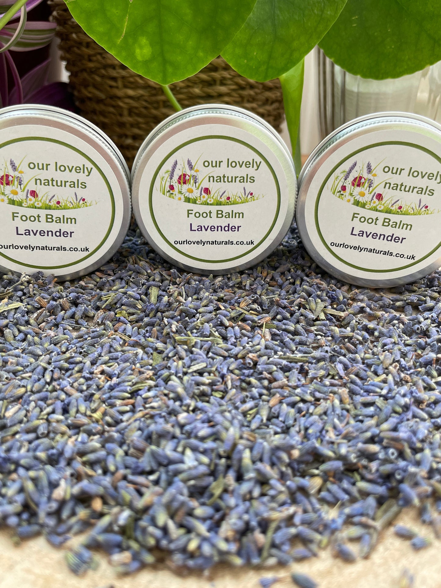 Handmade natural environmentally friendly foot balm - lavender in a tin sat on a slice of wooden tree with lavender buds.