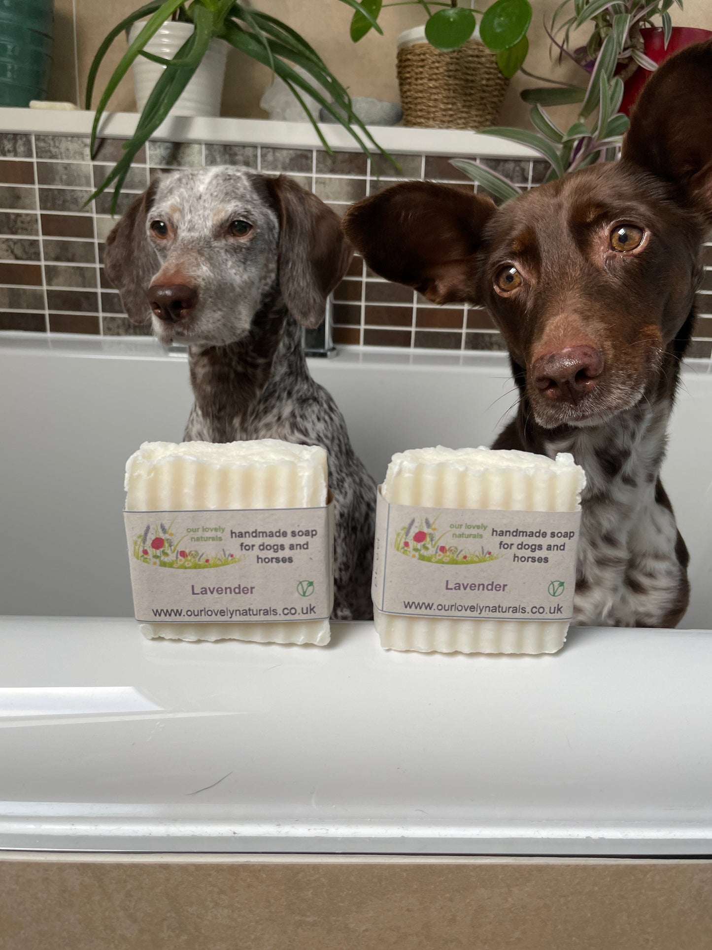 Two dogs sitting in a bath with two bars of environmentally friendly handmade lavender dog & horse soap bar on the edge of the bath.