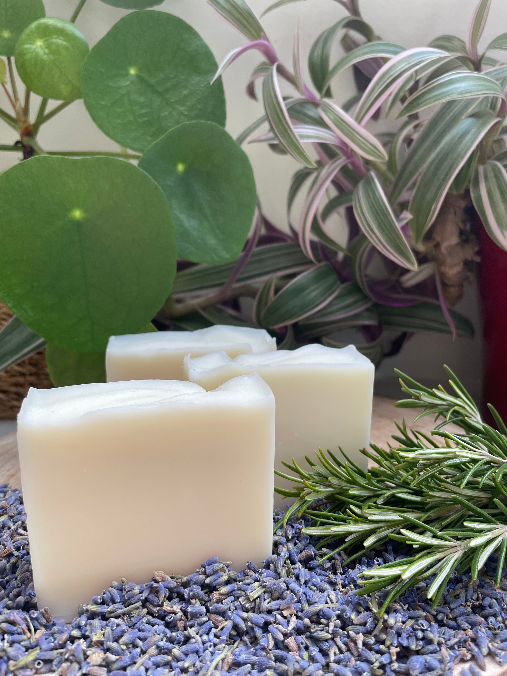 Bars of handmade environmentally friendly rosemary & lavender soap bar displayed with dried lavender, rosemary and plants.